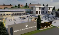 Gemlik Belediyesi patili dostlara sahip çıkıyor