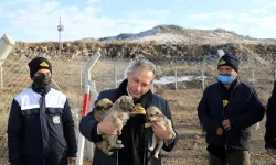 Kayseri Talas'a Türkiye'ye örnek Pati Evi