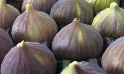 'UYMSİB: Bursa siyah inciri ihracatında zor yıl'