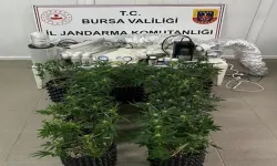 Bursa İnegöl'de evde esrar üretimine Jandarma baskını