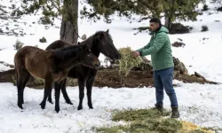 Mersin'de yılkı atlarına kış desteği