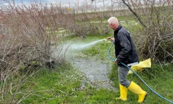 Enez'de larva ilaçlaması başladı