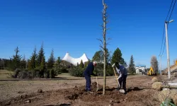 Eskişehir Sazova Parkı'nda kavakların yerini çınarlar alıyor