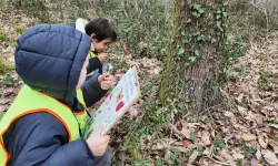 Lokomotif'in minikleri Ormanya'da keşfetti