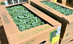 Manisa Gördes'te üreticinin yüzü güldü... Fideler bereketli toprakla buluşuyor