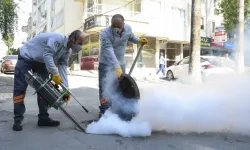 Mersin'de haşere alarmı