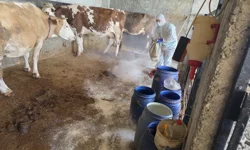 Adıyaman'da zoonoz hastalıklara karşı aşılama sürüyor