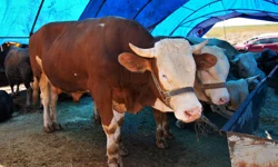 Ankara Keçiören'de kurban satış alanı başvuruları başlıyor