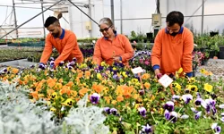 Antalya Muratpaşa'da 130 bin dal çiçek yetiştiriliyor