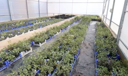 Antalya'da keçiboynuzu üreticisine fidan desteği