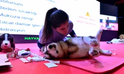 Başkent'te sokak hayvanlarına kapsamlı destek