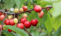 Bu yıl kiraza doyacağız