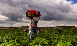 Bursa Yenişehir'de tarımı geliştiren, sanayi ve ticareti büyüten anlayış hakim