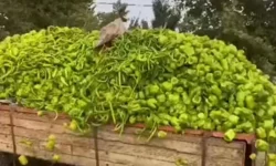 Bursa'daki 'biber' görüntülerine bakanlıktan yalanlama