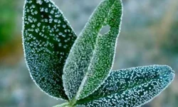 Bursa'dan zirai don uyarısı!