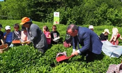Çay İşletmeleri'ne personel atamalarında 40 yaş şartı aranmayacak
