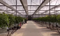 Çaycuma Sera OTB üretime başladı