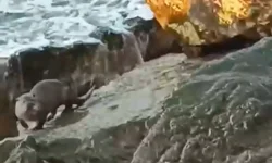 Düzce Akçakoca'da su samuru görüntülendi