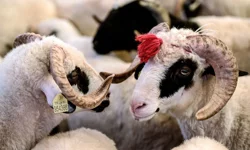 Edirne'de kurbanlık fiyat tarifesi belirlendi