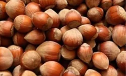 Fındık üreticisi zor durumda!