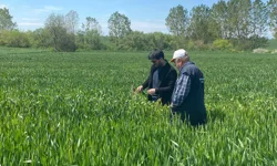 Keşan Akçeşme'de hububat alarmı! Yağış hastalıkları artırdı