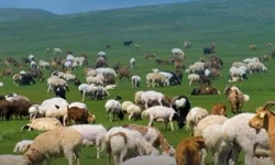 Kırsalda Bereket başvurularında son gün 30 Nisan