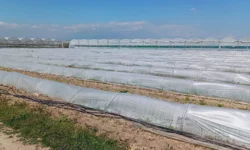 Mersin'de 'marul tarlada kaldı' iddiasına yalanlama