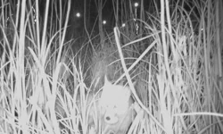 Ordu Durugöl Kurtuluş Tabiat Parkı'nda tilki yumurtaların peşinde