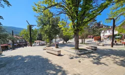 Sakarya Taraklı'da tarihi çınar yeniden hayat buluyor