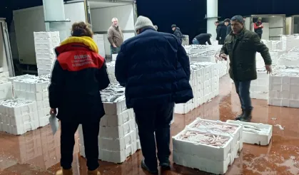 Bursa'da 150 kilogram tekir balığına el konuldu