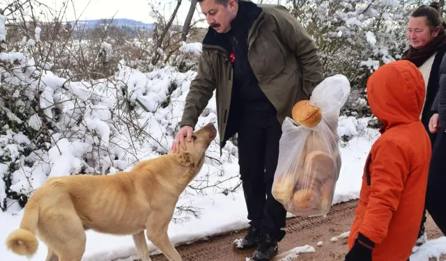 Bursa Yenişehir'de yaban hayatına 'kış'desteği!