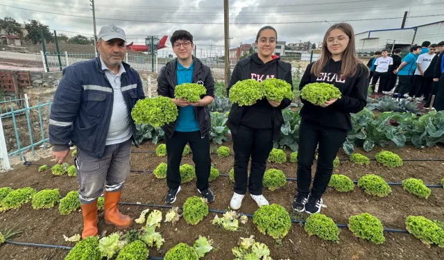 Bahçem Çayırova'da öğrencilerden kıvırcık ve roka hasadı