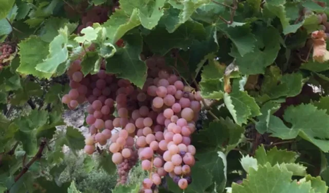 Kaş Margaz Üzümü artık tescilli