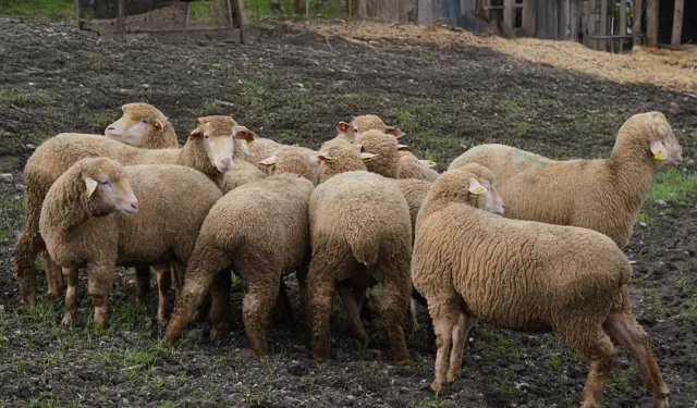Balıkesir çiftçisine yüzde 100 hibeli damızlık desteği