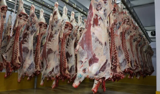 Kocaeli Mezbahası'nda 6 bin 29 kesim yapıldı