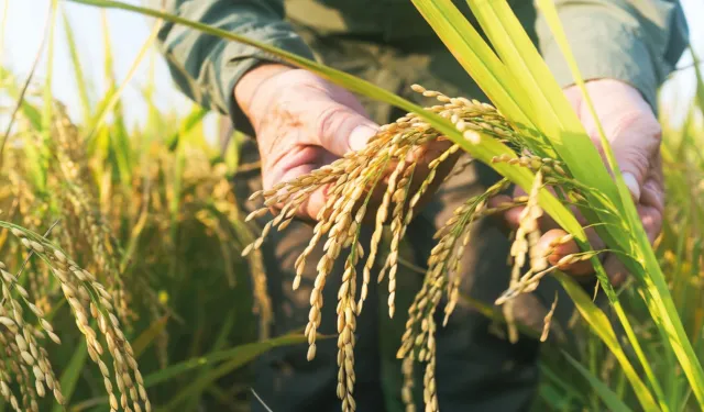TMO çeltik alım fiyatlarını açıkladı... Alımlar ayın 26'sında başlıyor