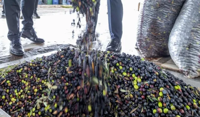 İzmir zeytini için dev adım... Zeytin ve zeytinyağı markalaşma yolunda