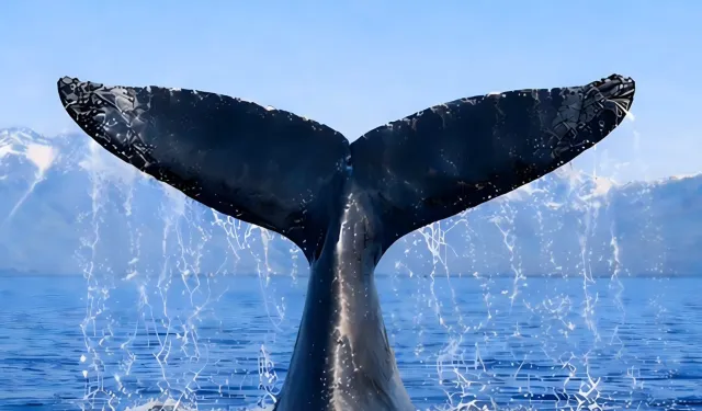 Türkiye, Uluslararası Balinacılık Komisyonu'nda