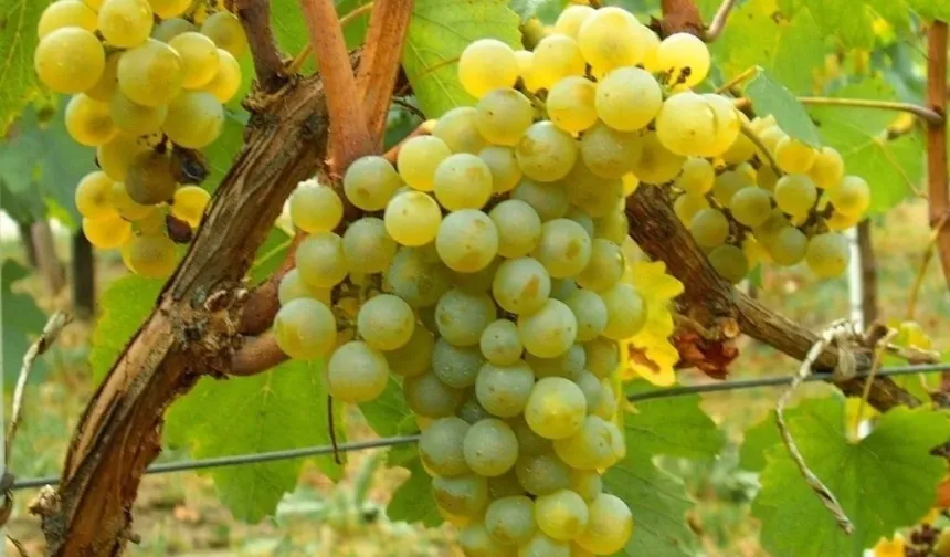 Misket Üzümü yeniden hayat buluyor... Kahvenin yanına Bornova misketi