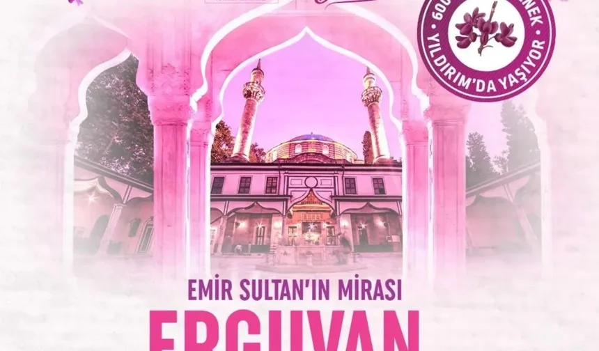 Bursa'da 600 yıllık Erguvan Bayramı geleneği yeniden hayat buluyor